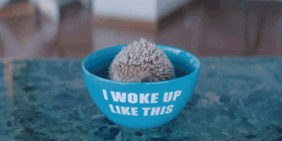 hedgehog GIF by George Ezra