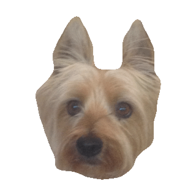 Yorkie Sticker by imoji for iOS & Android GIPHY