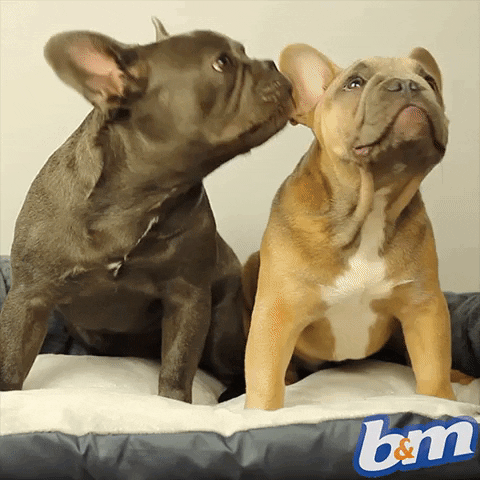 playing french bulldog GIF by B&M Stores