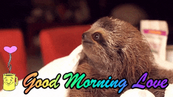 Sloth Good Morning My Love GIF by reactionseditor
