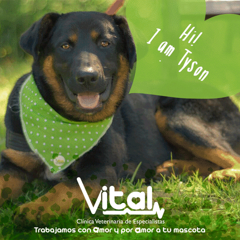 Criollo Adopciones GIF