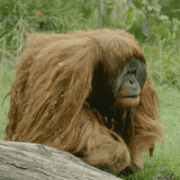 Bad-hair-day GIFs - Get the best GIF on GIPHY