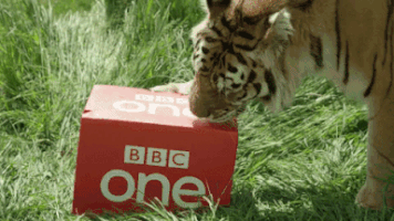 tiger bbcbigcats GIF by BBC