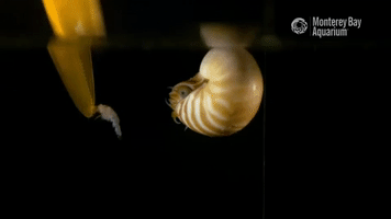 Monterey Bay Aquarium Nautilus GIF