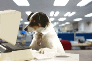 Video gif. Dog wearing a white shirt collar with a striped tie sits at an office desk, looking at a computer.