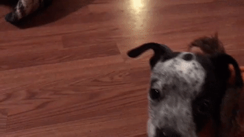 Puppy Pupperringo GIF