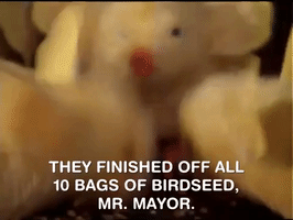 200.gif?cid=fc005b081e55303d049225a16bc89aac6fcf63710ca952c6&rid=200.gif&ct=g