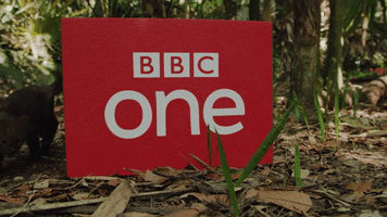 bbcbigcats GIF by BBC