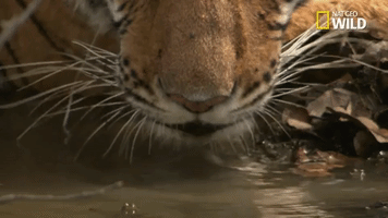 water drinking GIF by Nat Geo Wild 