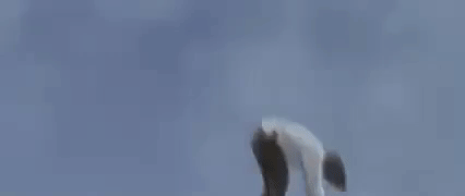 Kung Fu GIF