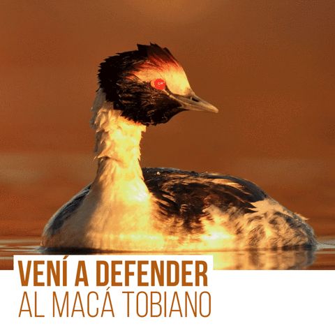 FARNARGENTINA water argentina environment river GIF