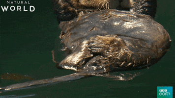 relax otter GIF by BBC Earth