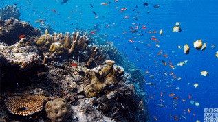 Dlaczego rafy koralowe na ziemi są zagrożone wyginięciem i dlaczego musimy je