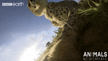 cat punch GIF by BBC Earth