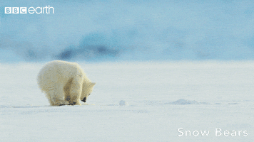 fail polar bear GIF by BBC Earth
