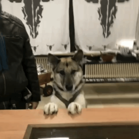 Shepherd Chepi GIF