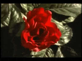kids in the hall rose GIF