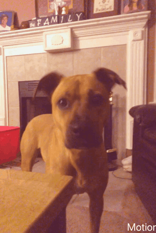 Dog GIF