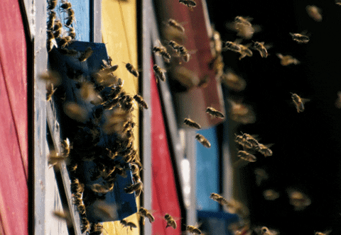 mezitlab včely GIF