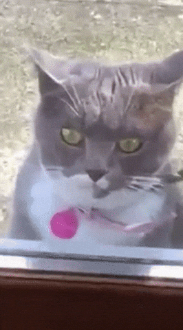 giphy.gif?cid=4d1e4f29884b7d0c8ee1f8731aa853dfac900397362f7665&rid=giphy.gif