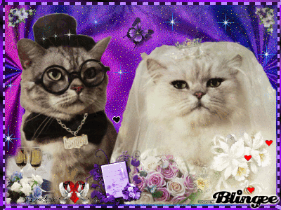 Cat Wedding GIF - Find & Share on GIPHY