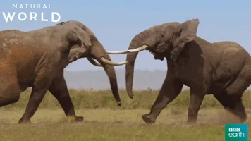 natural world fight GIF by BBC Earth