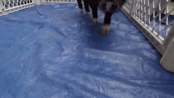 happy baby animals GIF by Dartmouth College
