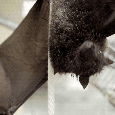 fruit bat GIF by San Diego Zoo