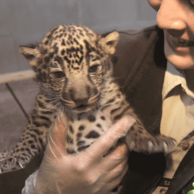 かわいい 今日のgif かわいい 今日のgif