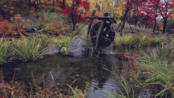 Wesley-Chang-Cinemagraphs loop nature fall autumn GIF
