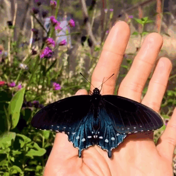 Spicebush Swallowtail Butterfly GIF