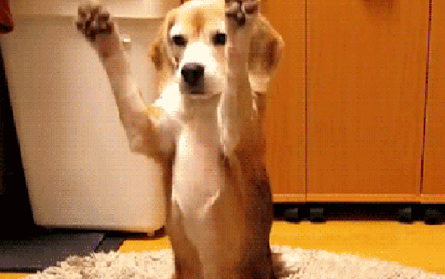 Catch Cute Dog GIF - Find & Share on GIPHY