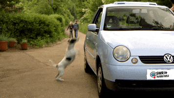driving tiere bis unters dach GIF by SWR Kindernetz
