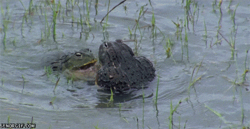 Back Off Battle GIF by Cheezburger