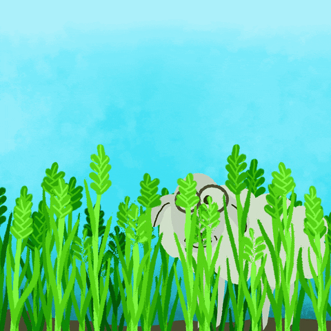 Sheep GIF