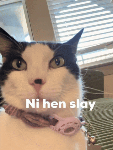 Chinese Cat GIF