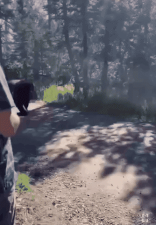 Bear GIF