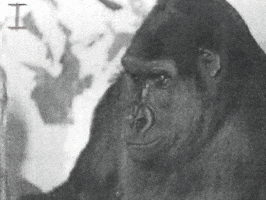 I Am Monkey GIF by Beeld en Geluid