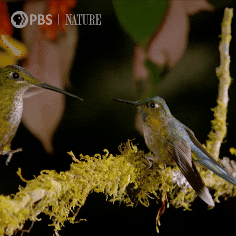 Pbs Nature Bird GIF by Nature on PBS