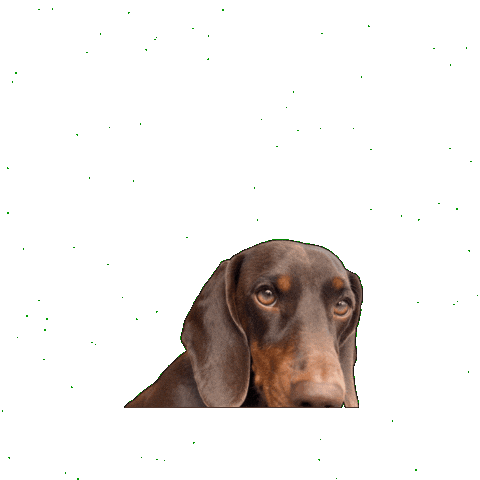 Wiener Dog Sticker by dackelfreunde