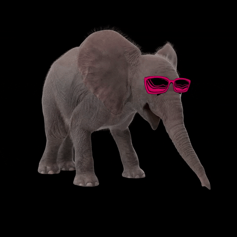 manadacriativa feliz elephant oculos elefante GIF