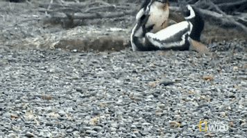 Wildlife gif. Two penguins are battling it out and one penguin has many scars and blood from previous battles. They peck at each other's beaks and fall onto the floor as they tussle.