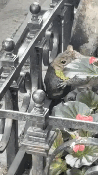 No Toast, But this Squirrel Makes Most of Manhattan Avocado Treat