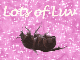 I Love You Beetle GIF by Soilbandit
