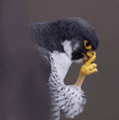 Falcon GIF