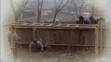 christmas story robbers GIF by chuber channel