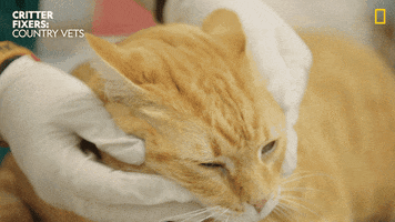 200.gif?cid=fc005b0849fc03e11373830910d579a9750fb84893d4058c&rid=200.gif&ct=g