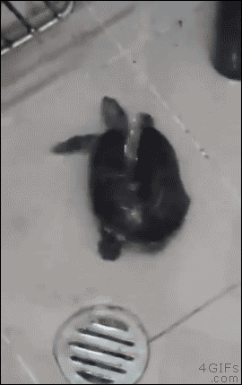 Turtle-dance GIFs - Get the best GIF on GIPHY