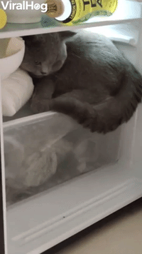 Kitty Cools off in Fridge