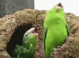 Wildlife gif. Two green parrots are perched in a nest together. One parrot bobs his head up and down while the other rolls his head around vigorously as if they are laughing hysterically.